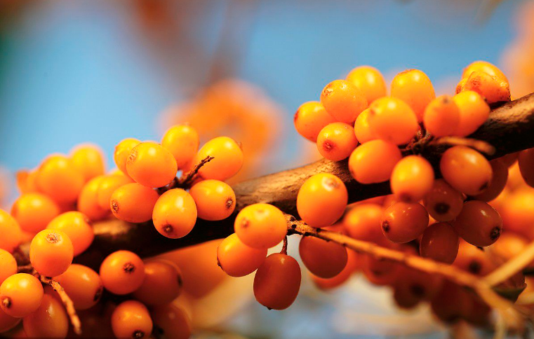 Dab tsi koj paub txog seabuckthorn?