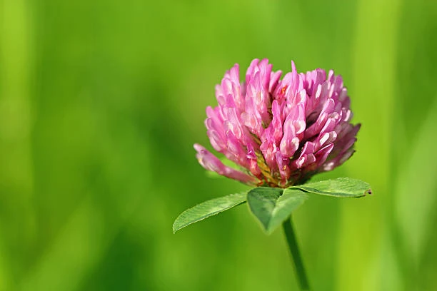 Red clover extract powder