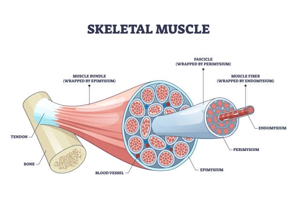 skeletal muscle skeletal muscle