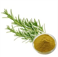 Carnosic Acid rosemary
